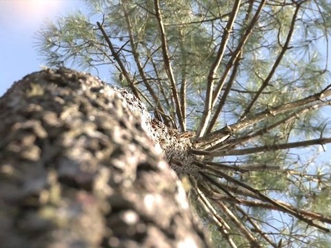 L'avenir de la forêt landaise, 2 ans après la tempête Klaus