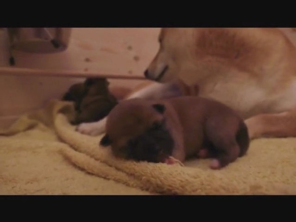 Une portée de Shiba Inu