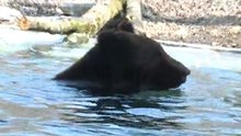 Bear home gets makeover at Bern zoo