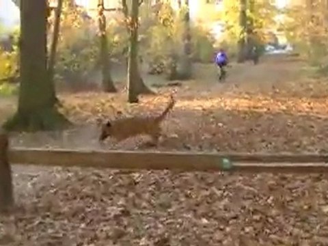 4-mardi,22 novembre 2011, à proximité de Vélizy-Villacoublay