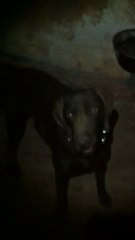 Limnili Den Asi Sohbet Ediyoruz