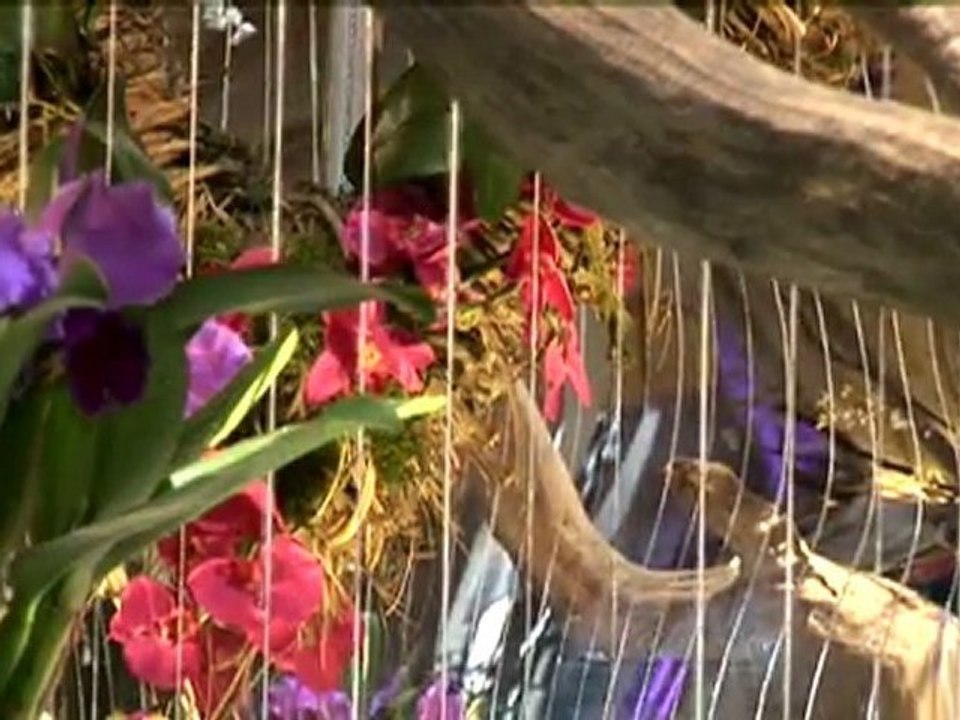 Exposition internationale d'orchidées à l'abbaye de Vaucelles