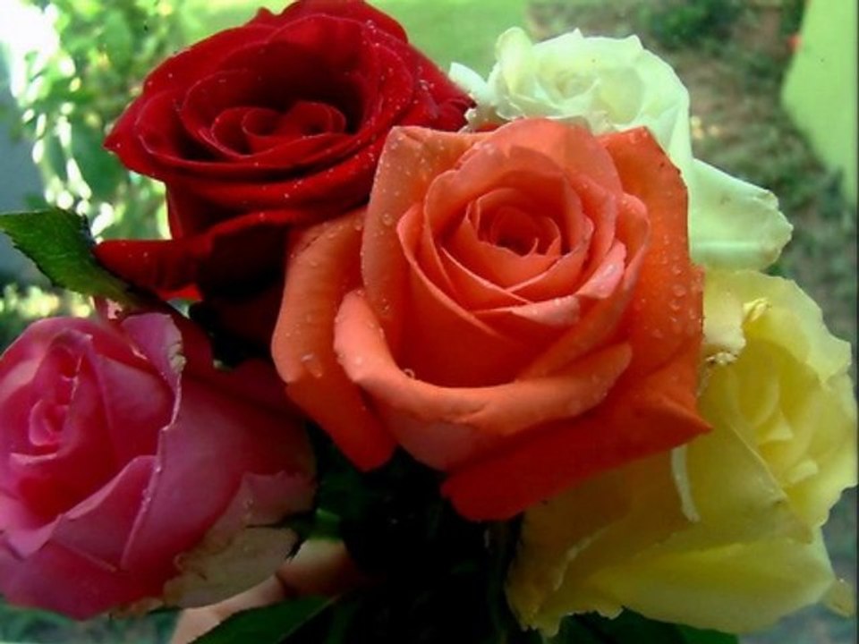 La Rose de l'Amitié