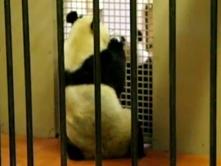Edinburgh Zoo's pandas enter 'love tunnel' to mate