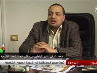 ثروة مصر الحيوانية في قبضة الحمى القلاعية