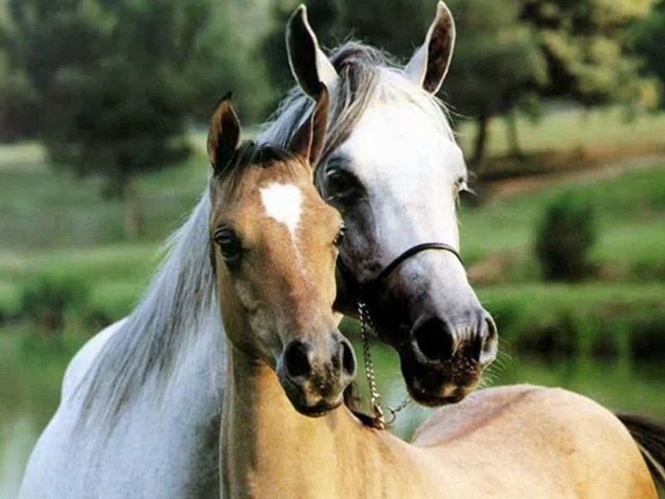 Les chevaux