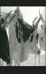 MAKIBEFO - Bande-annonce VO