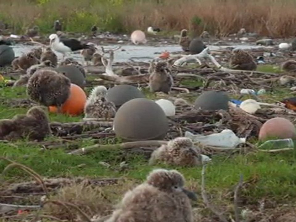 MIDWAY...L'île aux oiseaux !