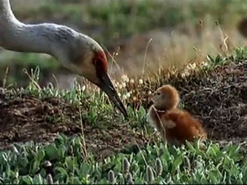 LE PEUPLE MIGRATEUR - Bande-annonce VF