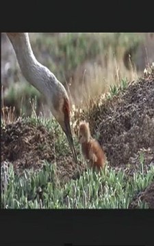 LE PEUPLE MIGRATEUR - Bande-annonce2 VF