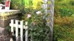 NewCa.com: Juno Rocks Gardens - Feist at 2012 Canada Blooms