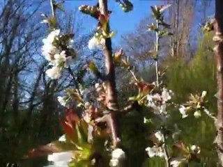 Chemtrails 11 - 5è partie - La destruction de la faune et de la flore - La preuve en image