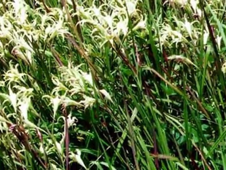 Weed Control