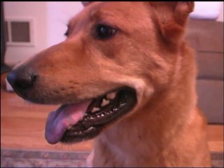 CGR reviews THE FURMINATOR dog DeShedding tool