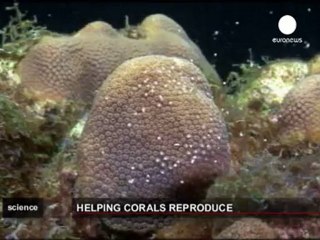 Mercanların can pazarı