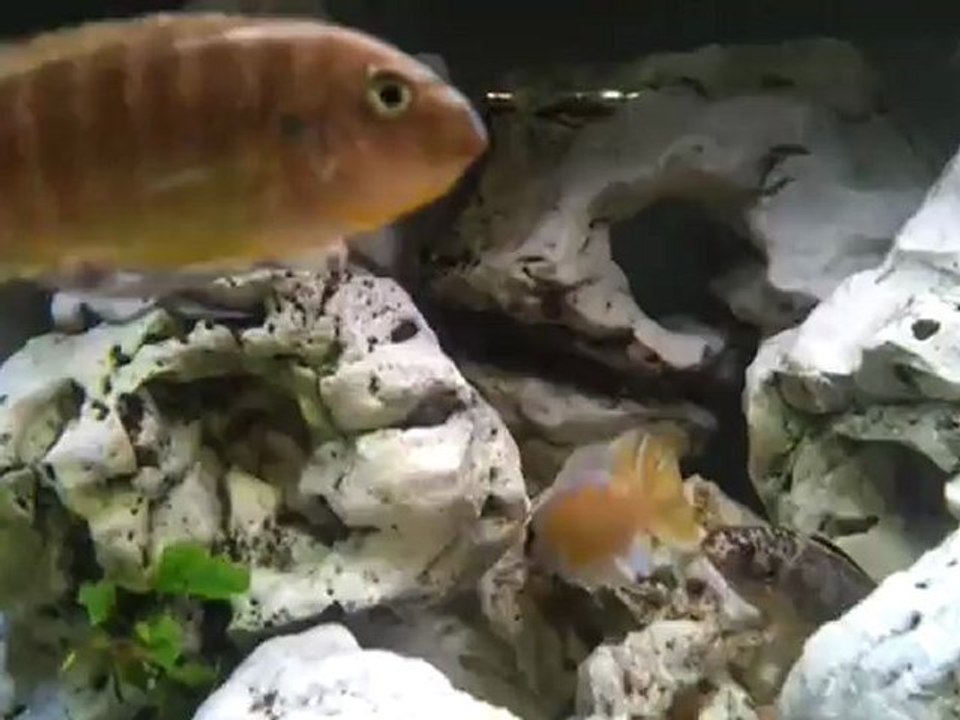 Fishs Reno