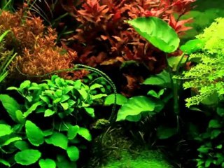 1080p_152_kbit__HD_1080p__Amazonas_Becken_460L___Amazon