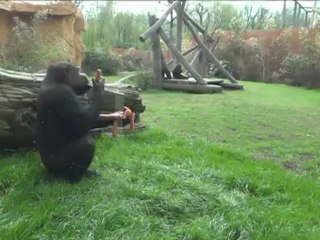 Moselle: le zoo d'Amnéville crée son "gorilla's camp"