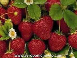 Aeroponic Strawberry Growing