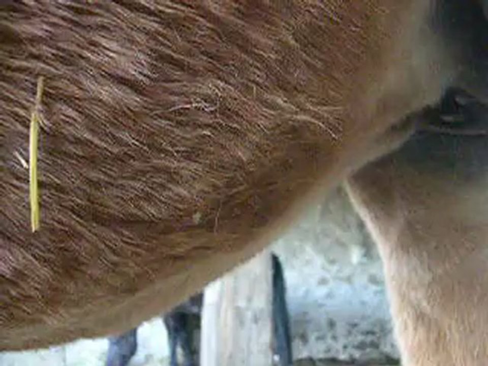 Gestation loulou 10 mois