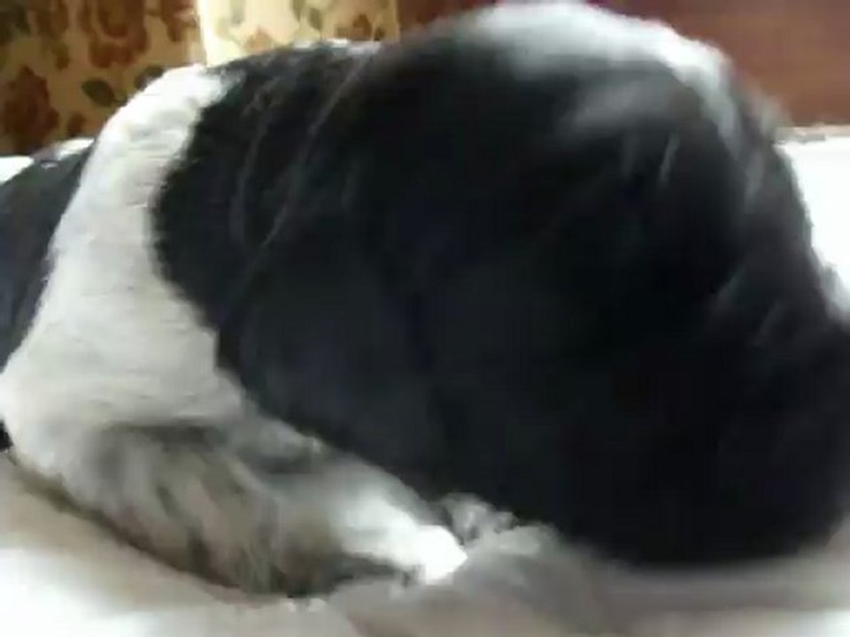 HADES DE LA RONCE DU GEVAUDAN