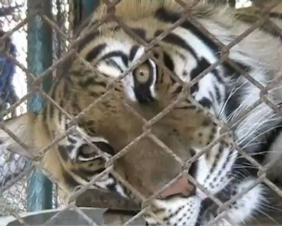Waking up big tiger