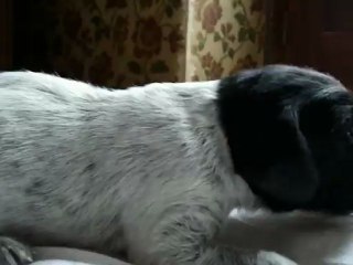 HELIOT DE LA RONCE DU GEVAUDAN