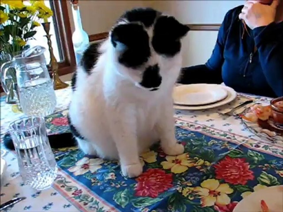 Shrimp Thief
