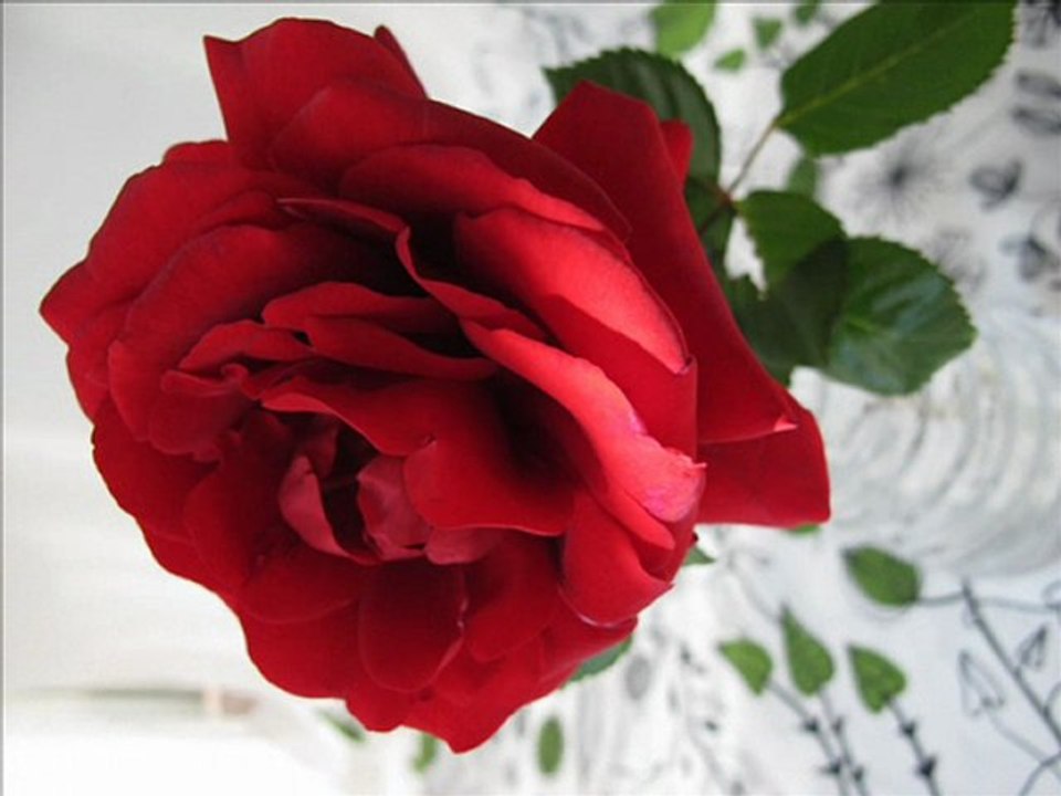 BAHARIN ZAMANI GELDİ