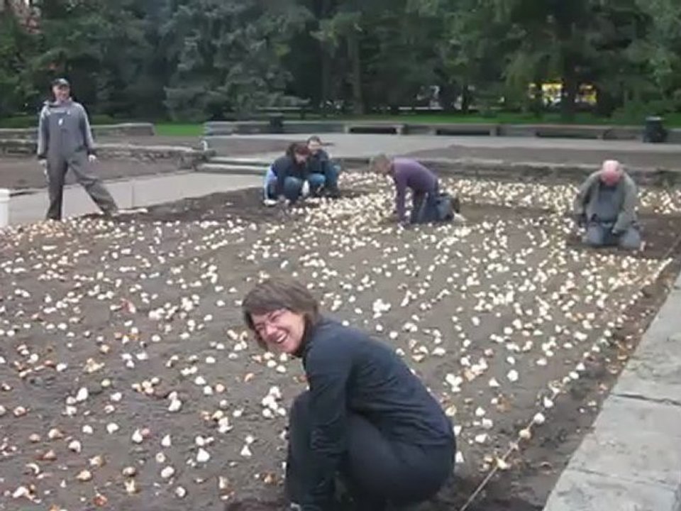 Plantation tulipe, automne 2011