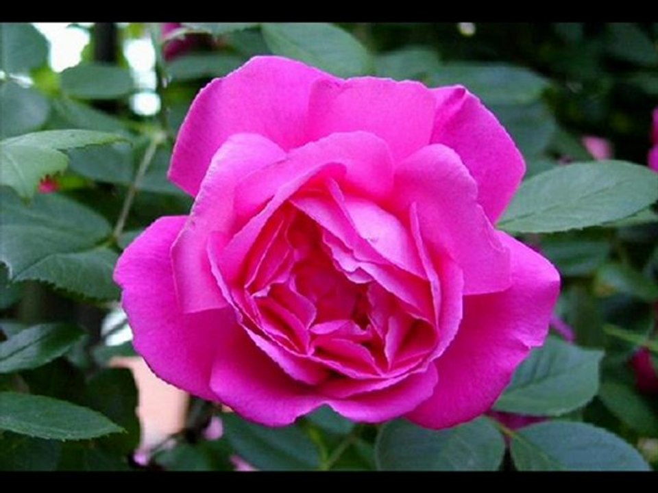 AŞKA GÖNÜL VERMEM AŞKA İNANMAN