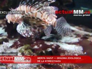 VIDEO – MERITA VAZUT – Gradina Zoologica de la Nyiregyhaza