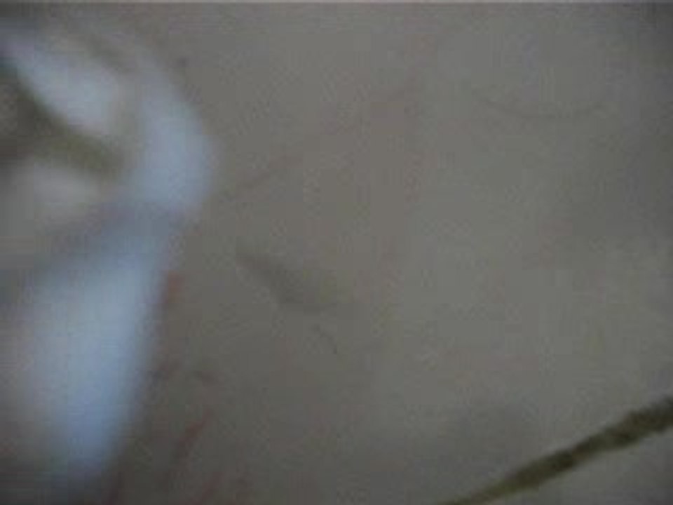 这 是什么?