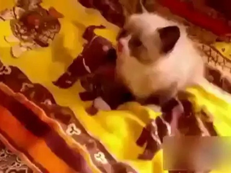 minik Kedi Elektrik Süpürgesinden Korktu