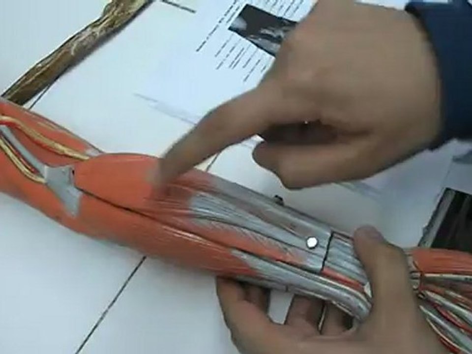 önkol kas 2