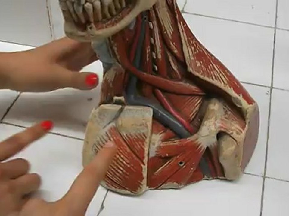 boyun maketi pektoral-sırt kaslar