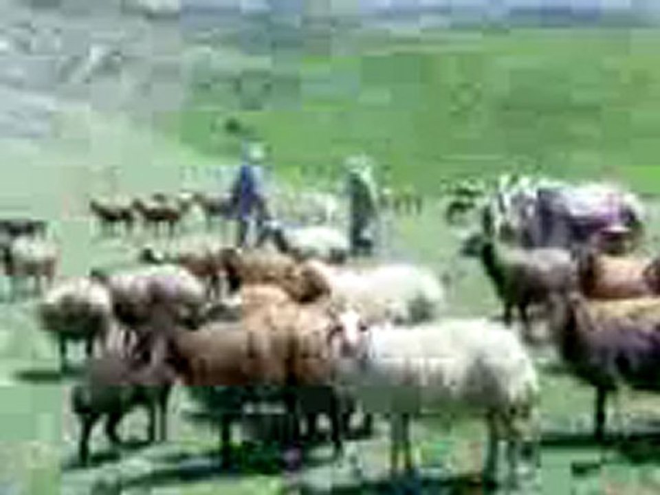 Zozan-i welat