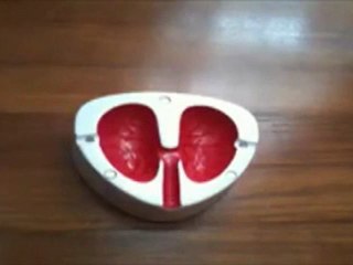 Öksüren ve Bağıran Akciğer Küllük