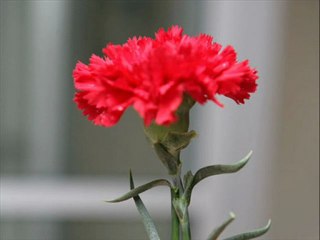 Behiye AKSOY-DİNECEK SANMA BİR GÜN KALBİMDEKİ YARALAR