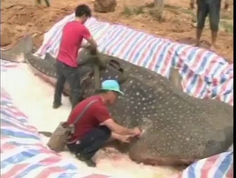 Stranded whale shark dies in China