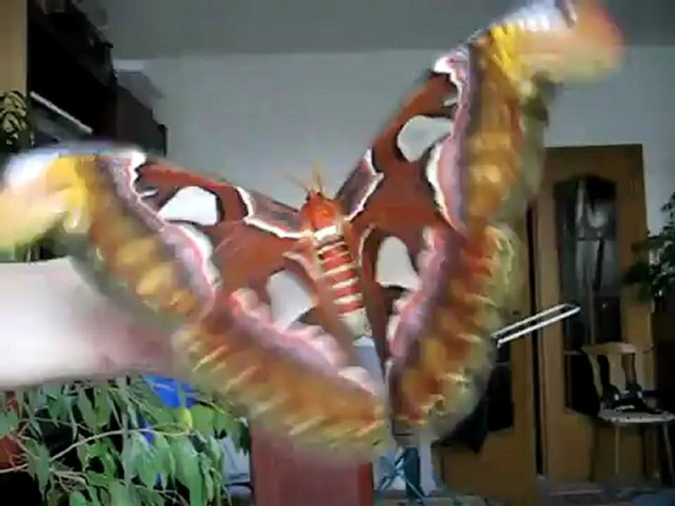 Attacus atlas female