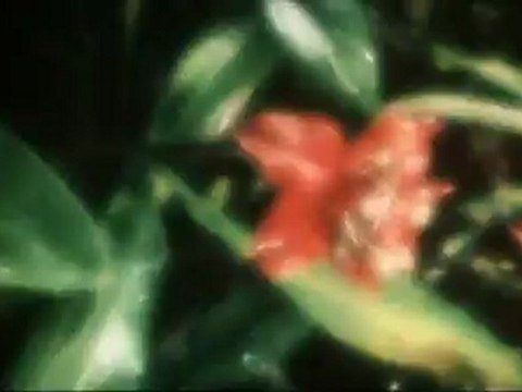 ANACONDAS : A LA POURSUITE DE L'ORCHIDEE DE SANG - Bande-annonce VF