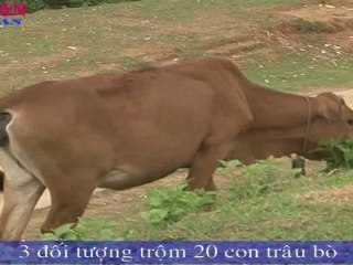 3 đối tượng trộm 20 con trâu bò