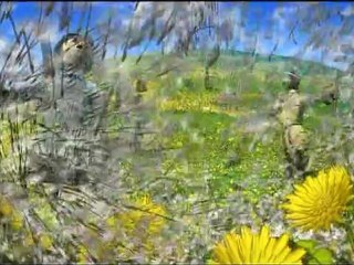 VAILLANT PIGEON DE COMBAT - Bande-annonce VF