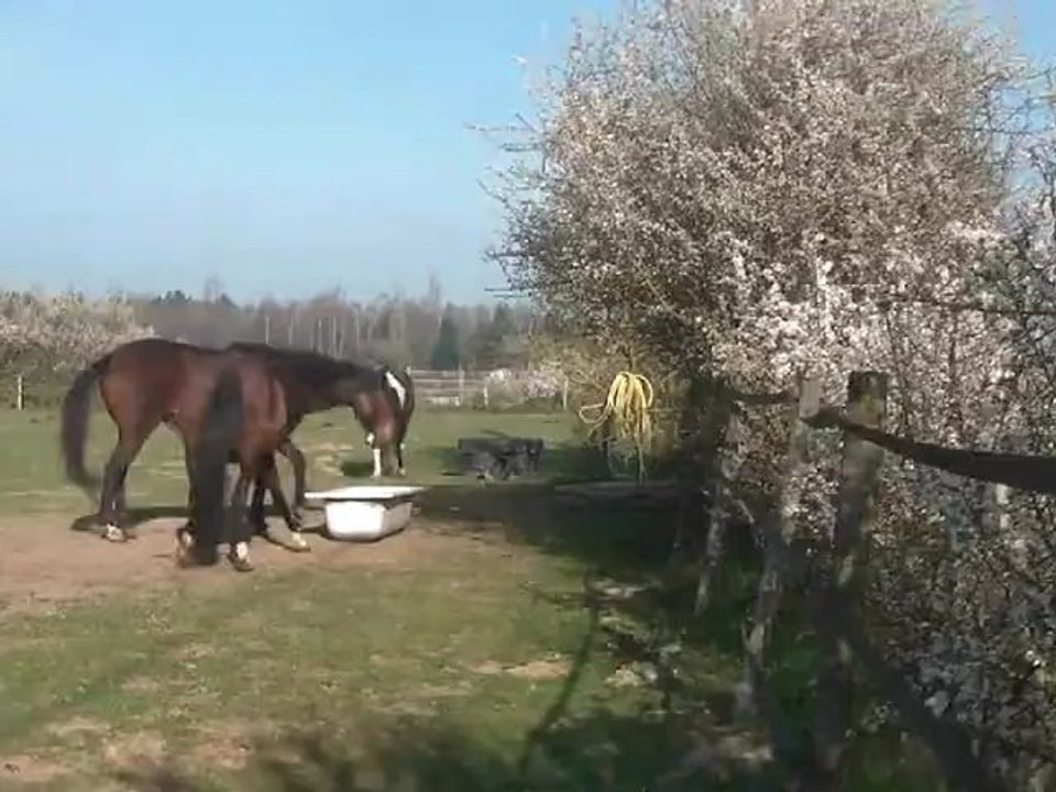 30.03.2012.a.pre.baignoire