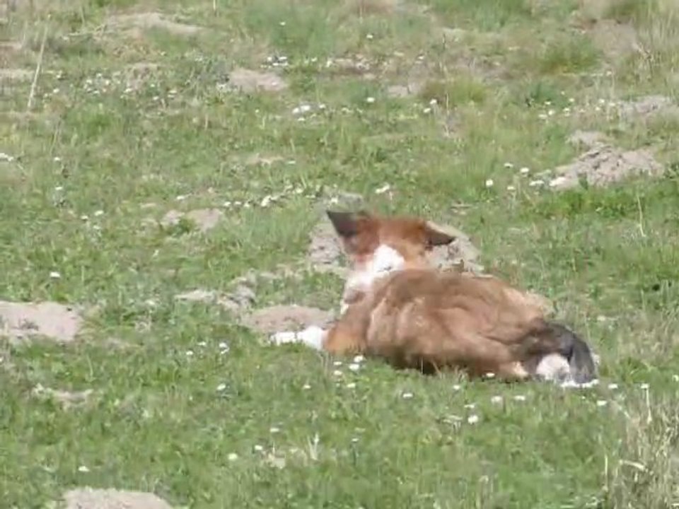 garruk troupeaute Funnie