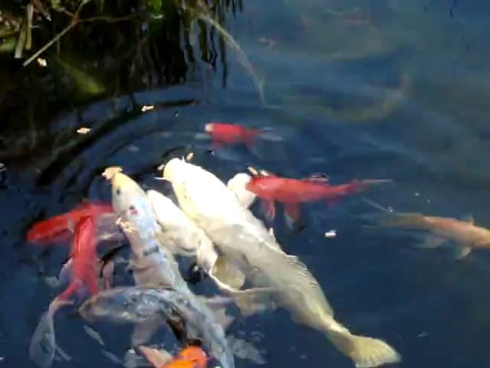 Carpe koi et poisson rouge qui mangent.