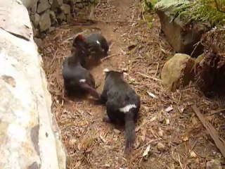 Diable de Tasmanie - Repas 1