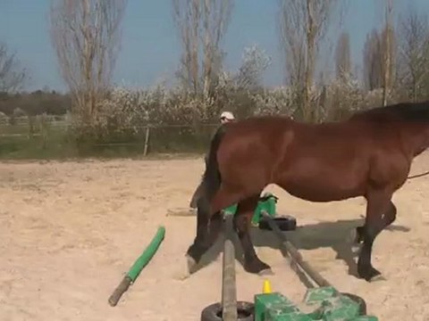 30.03.2012.o.tenebra.cavaliti