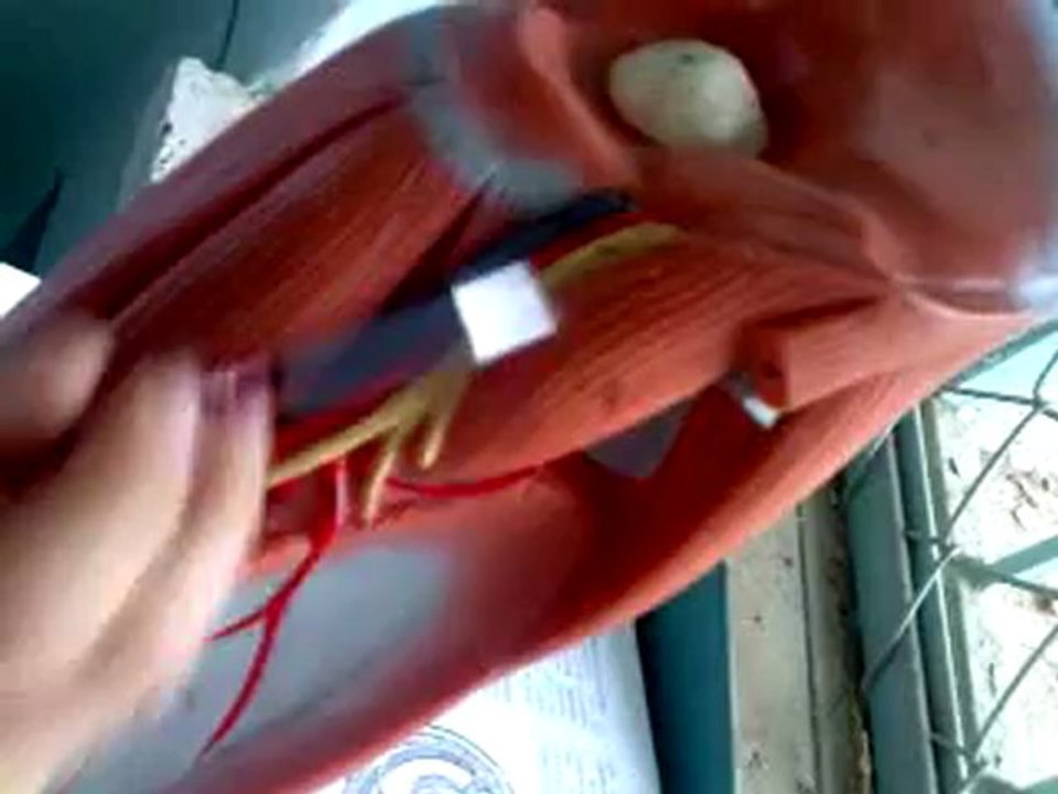 Uyluk kasları devamı